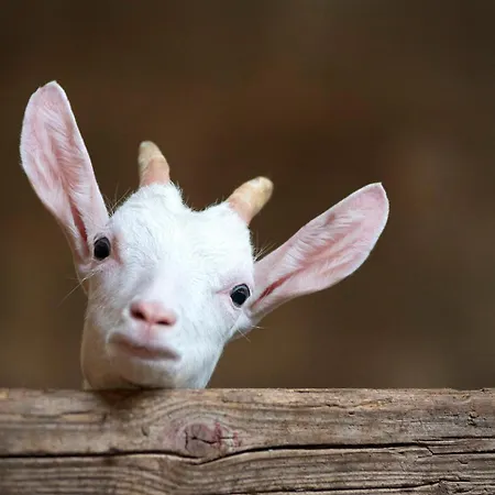 Casa Dei Nonni Casa de Férias Ceppo Morelli