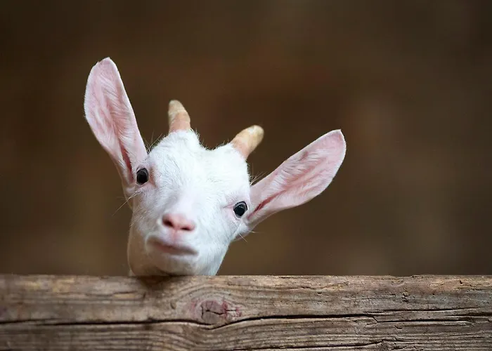 Casa Dei Nonni Casa de Férias Ceppo Morelli